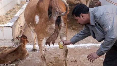 Cum scapi de cancer cu urină de vacă virgină