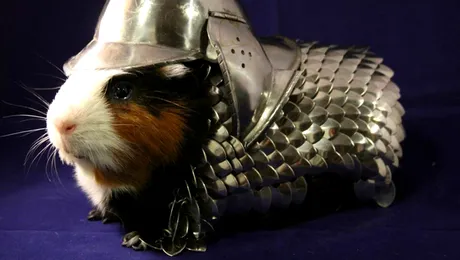 Pregătește-ți porcușorul de Guineea pentru luptă!