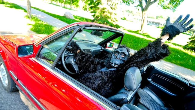 În Massachusetts nu ai voie să-ți plimbi gorila pe bancheta din spate a mașinii