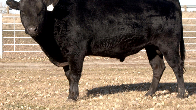 Cea mai scumpa carne de vita