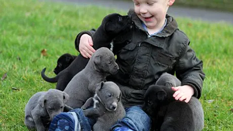 Câinii ne iubesc cu adevărat?