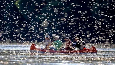 Invazie de efemeride pe râul Tisa (Poze)