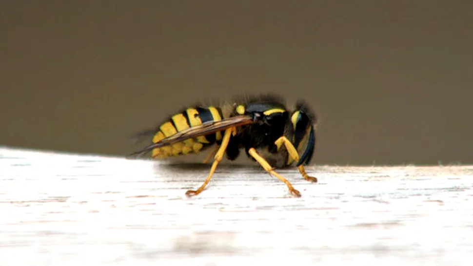 California elibereaza armate de viespi pentru a combate invazia de molii