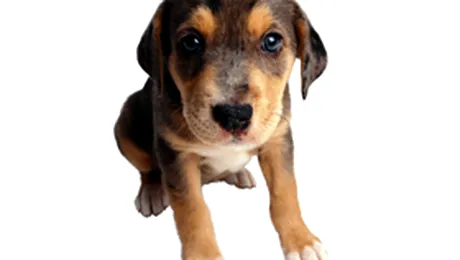 Stapanii de caini se pun „cu burta pe carte”