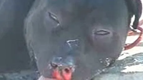 Pittbul romanesc dresat sa fure de pe plaja!