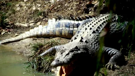 Turist ținut „ostatic” timp de două săptămâni de un crocodil