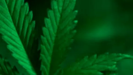 Marijuana, medicament revolutionar?