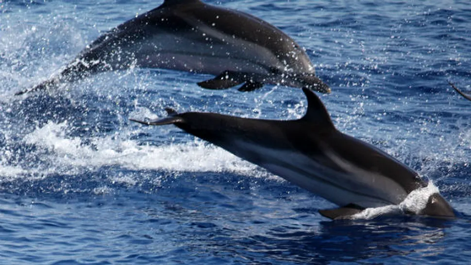 Deputații au respins proiectul lui Cernea privind declararea delfinilor drept persoane non umane