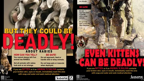 Armata SUA se teme de catelusi si pisicute