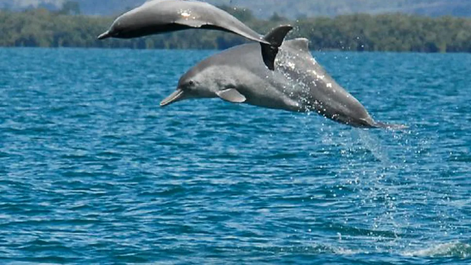 Noi specii de delfin au fost descoperite în Australia