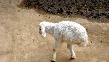 Mielul cu doua picioare, „minunea” din China (Poze)