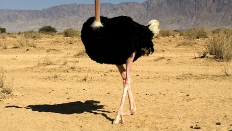 Își îngroapă struțul capul în nisip?