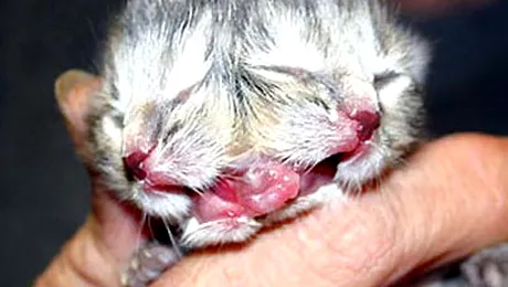 Pisica cu un cap si doua fete (Foto/Video)