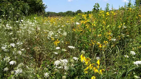Ce este o buruiană?