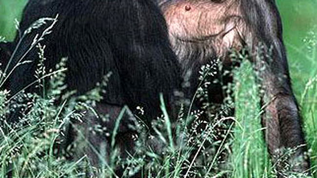 Imperechere cimpanzei