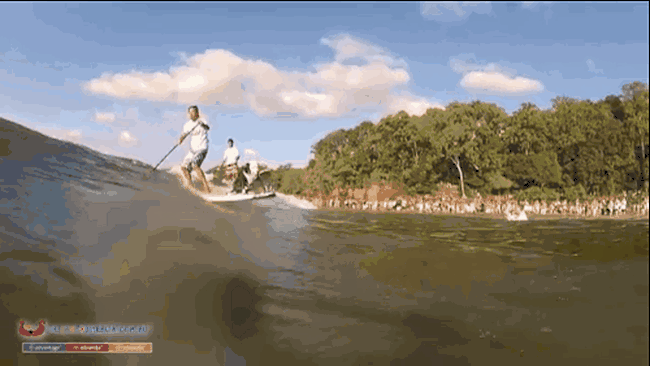 Surfing cu câini