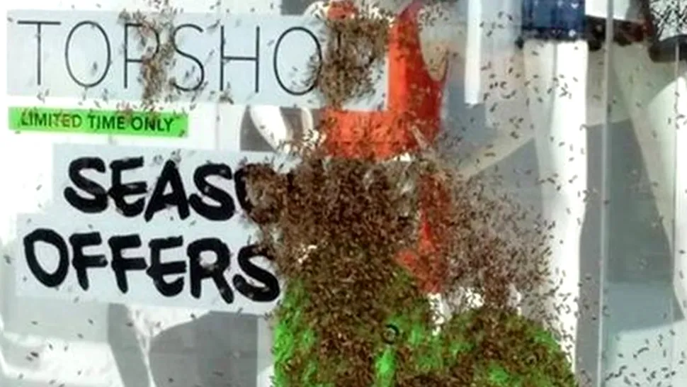 Londra: Un roi de albine a atacat zeci de locuitori