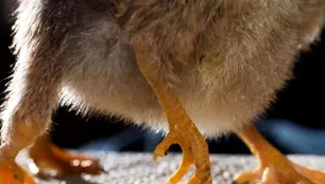 Puiul cu patru picioare, născut la o fermă din SUA