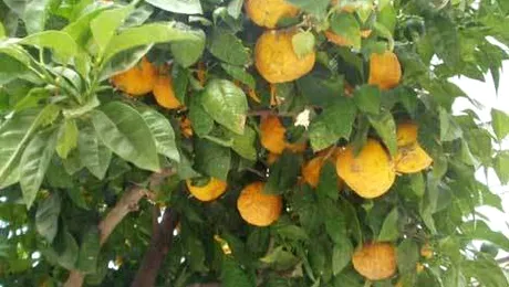 Autoritatile americane au descoperit fungicid in sucurile de portocale