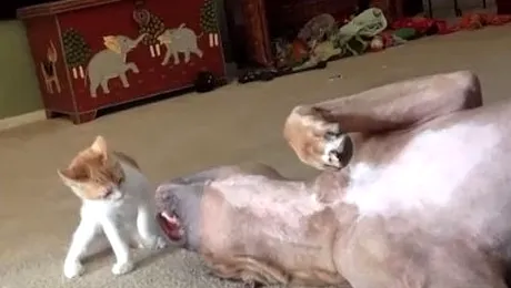 Mâța care a învins un pit bull (Video)