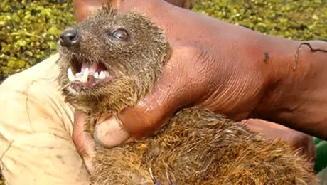 O noua specie de carnivore, descoperita in Madagascar