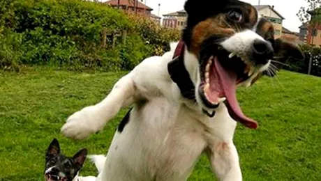 Prietenul cel mai bun al omului a luat-o razna (Video)