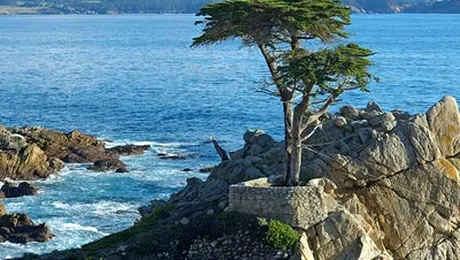 Top 10 arbori asa cum nu ai mai vazut! (Poze)