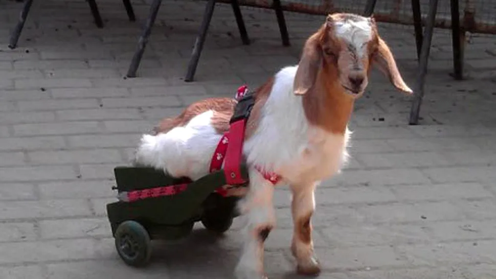 O capră paralizată a primit 