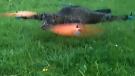 ARTĂ‚ SAU NEBUNIE? Un olandez și-a transformat pisica moartă în elicopter! (Video)