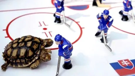 Testoasa cu doua capete inlocuieste caracatita Paul