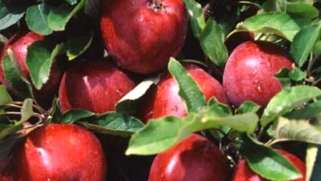 Apropo.ro te vrea sanatos: Marul, un aliment miraculos