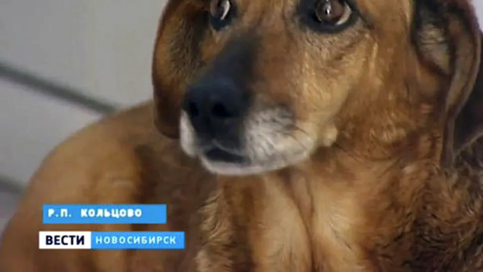 Povestea câinelui care și-a așteptat timp de un an, la spital, stăpânul decedat