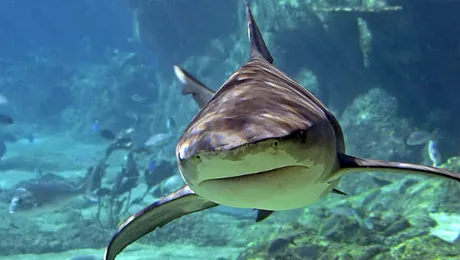 Discovery Channel – grila de vară