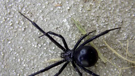 6 dintre cei mai periculoși păianjeni