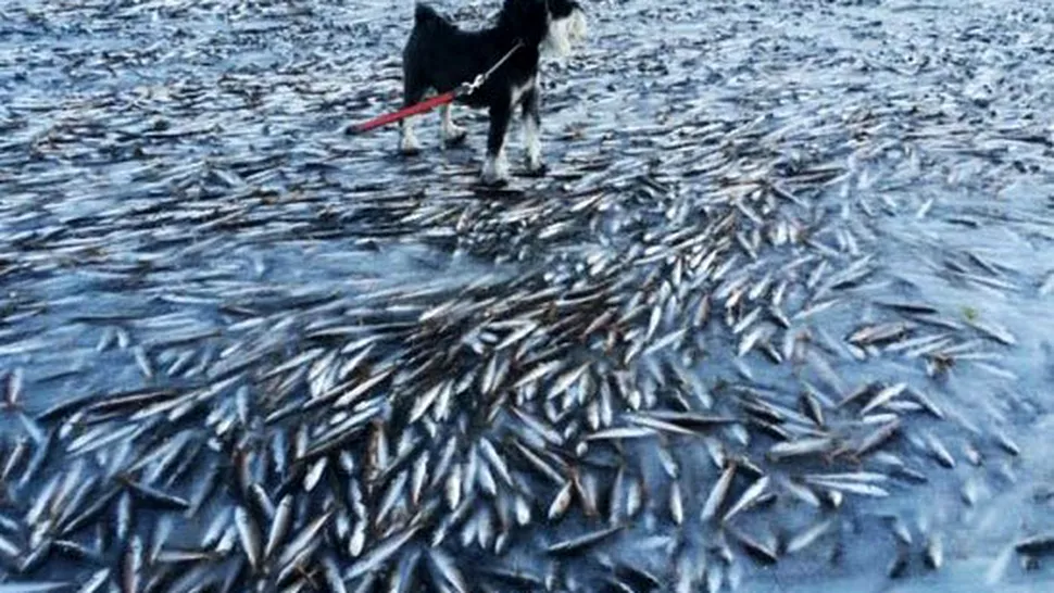 Un mare banc de pești a înghețat în Norvegia