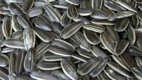 Semințele de floarea-soarelui, sursa de proteine și vitamine la îndemâna oricui!