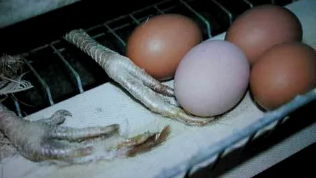 Ouale marcate cu codul „3”, interzise la vanzare din 2012