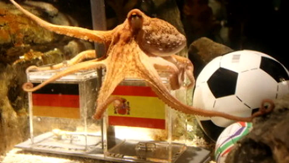 Adevarul despre caracatita care a prezis rezultatele de la Cupa Mondiala 2010!