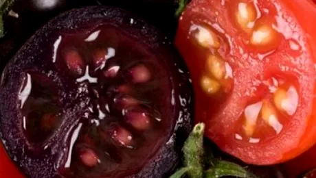 Roșiile mov, în curând în magazine