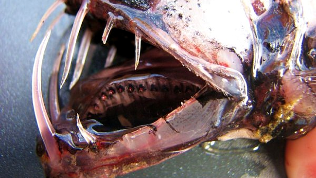viperfish