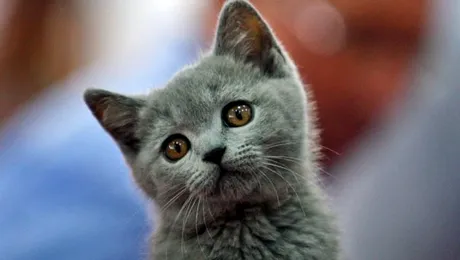 Ce surpriza au avut cei care au incercat sa salveze o pisica