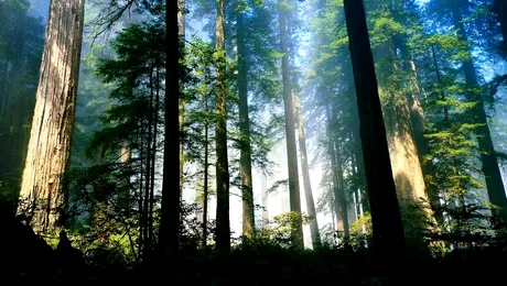 Contribuie la schimbarile climatice, prin amprenta de carbon anuala!