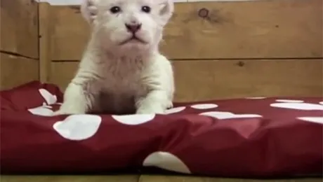 Acest pui de leu alb se străduiește să ne „spună” ceva (Video)