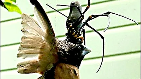 Cum poate o pasare sa fie mancata de un paianjen (Foto)