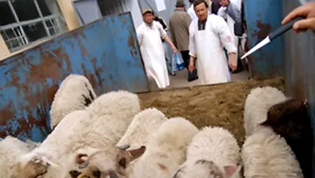 Taxa mielului dubleaza pretul carnii