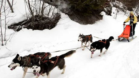 Când și unde au fost domesticiți primii câini