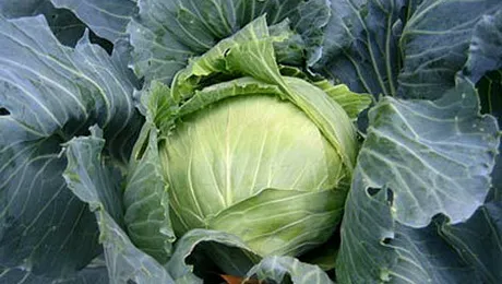 Varza, elixir natural al tinereții