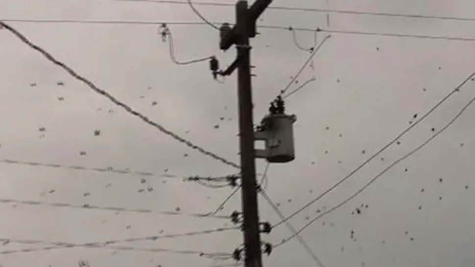 Invazie de păianjeni în Brazilia (Video)