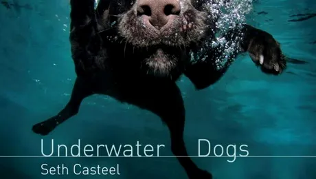 „Câini sub apă”: Fața nevăzută a celui mai bun prieten al omului