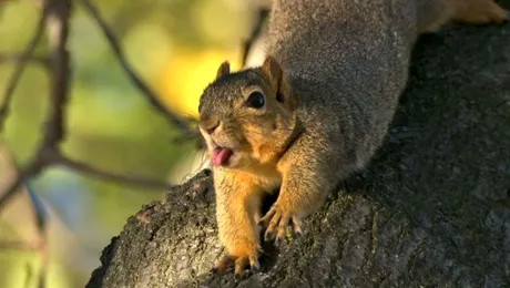 Gimnastica de dimineață